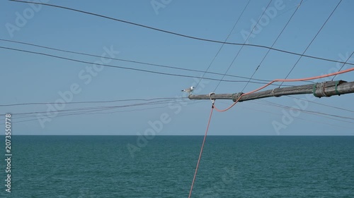 Gabbiamo appoggiato sul legno di un trabucco durante la pesca