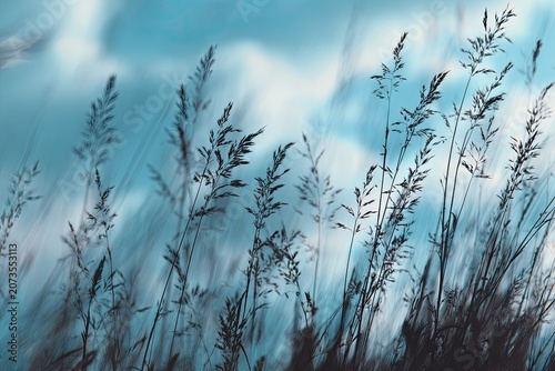 Silhouetted grasses reach towards a soft, hazy blue sky creating a serene and minimalist landscape.
