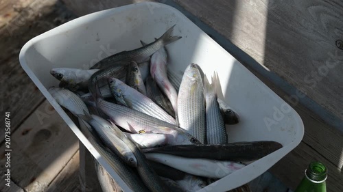 raccolto pescato in vaschette di plastica