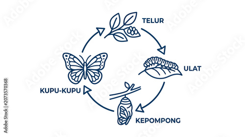 Billede på lærred Butterfly Life Cycle Diagram: Egg, Larva, Pupa, Adult