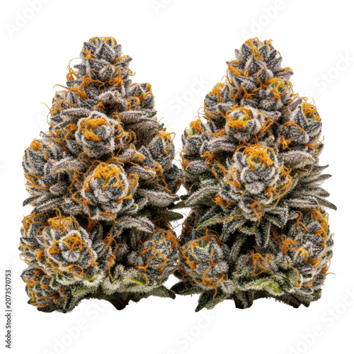 Two premium botanical flower buds, royal purple and forest green with orange pistils and frosty white trichomes, transparent studio background, high-end botanical product concept