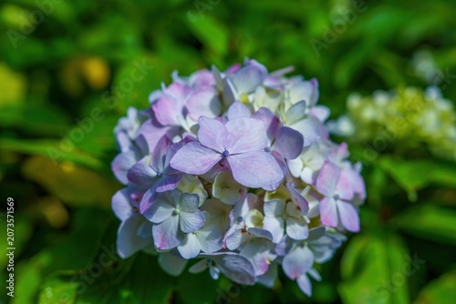 初夏の光に輝く美しい紫陽花（アジサイ）のクローズアップ