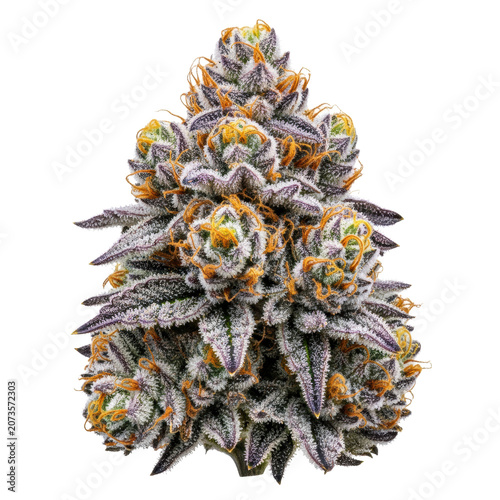 Dense cannabis flower bud, deep green and royal purple leaves, glistening white trichomes, fiery orange pistils, isolated on seamless transparent, botanical complexity concept