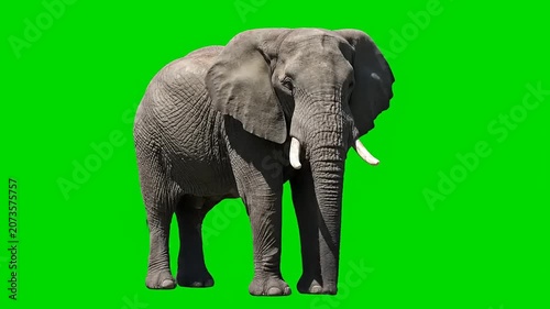 African elephant standing on green screen background for video production 4k stock footage generated high resolution wildlife asset
