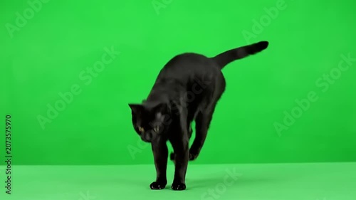 A sleek black domestic cat in an active, playful pose, captured mid-movement against a vibrant green screen, showcasing its agility and feline grace