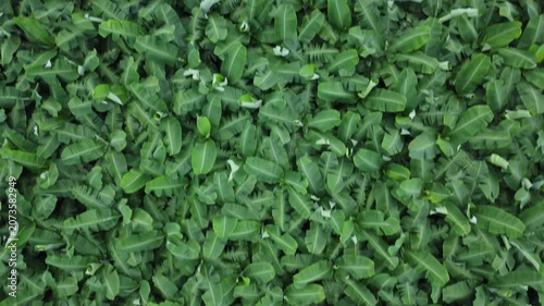 banana farm aerial view