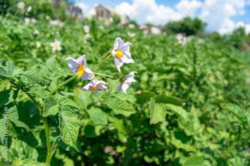 white potato flowers in the field