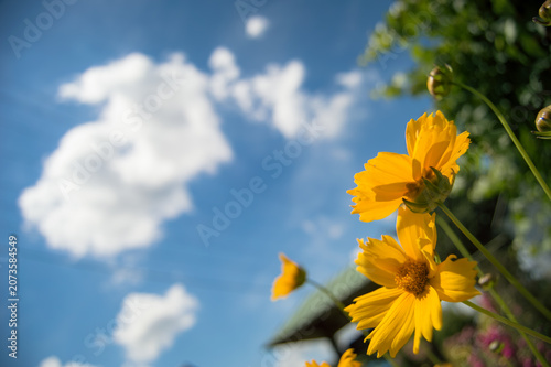 yellow leaves on blue sky background