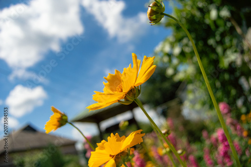 yellow flowers on blue sky background