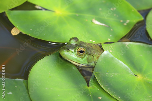 American bullfrog (Lithobates catesbeianus / Rana catesbeiana),  pokes its head out from among the large, circular leaves of a white water lily (Nymphaea, odorata).