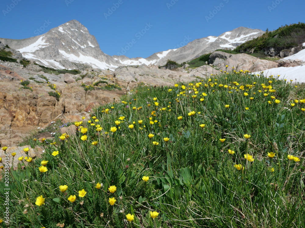 Obraz premium Alpine Avens (Geum rossii) blooming beneath Mount Toll in the Indian Peaks Wilderness, Colorado