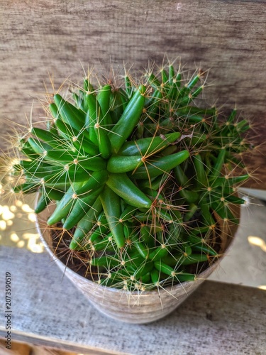 Small Green Cactus Collection in Rustic Pot with Natural Sunlight and Wooden Background