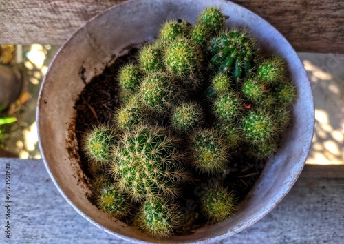Small Green Cactus Collection in Rustic Pot with Natural Sunlight and Wooden Background