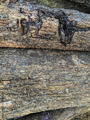 Stack of Cut Timber Logs with Natural Wood Texture for Forestry and Lumber Industry