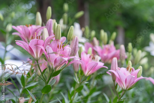 Картината върху платно close up of pink flower group of asiatic day lily these blooming Lillies have mu