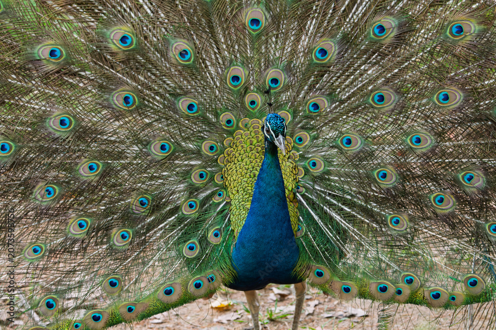 Fototapeta premium The peacock spreads its tail 