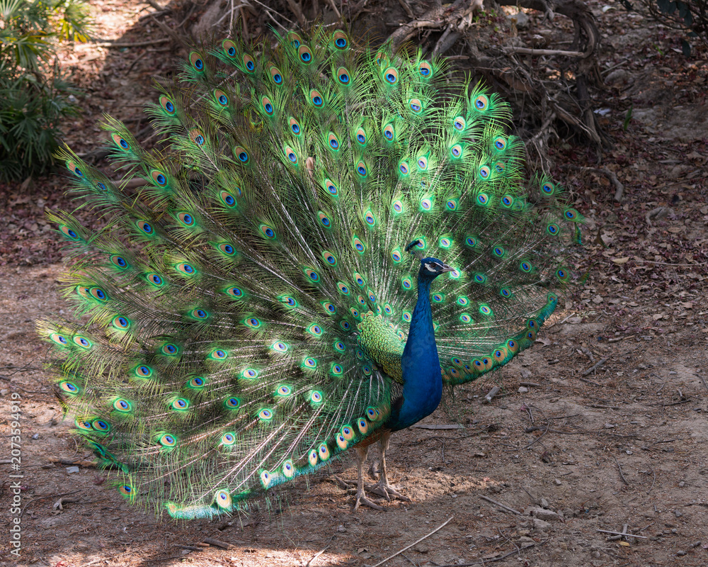 Obraz premium The peacock spreads its tail