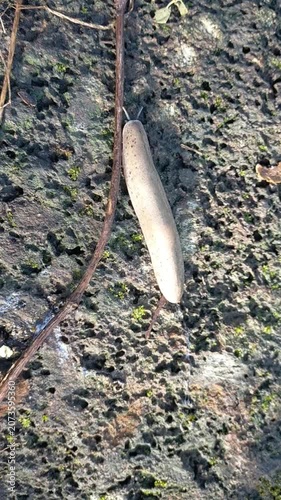 Tropical Leaf-Veined Land Slug Retracting on Mossy Rock Borneo Rainforest Malaysia Top View