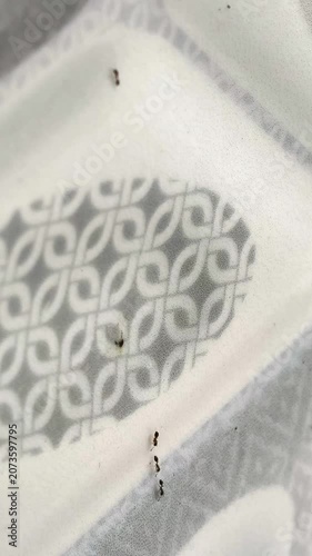 A Line of Ants Marching Across a Patterned Surface.