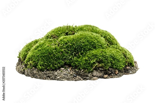 A mound of lush, vibrant green moss covers a small hill with a textured.