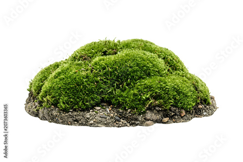 A mound of lush, vibrant green moss covers a small hill .