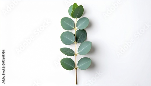 A single eucalyptus branch with green leaves stands alone on a white surface.
