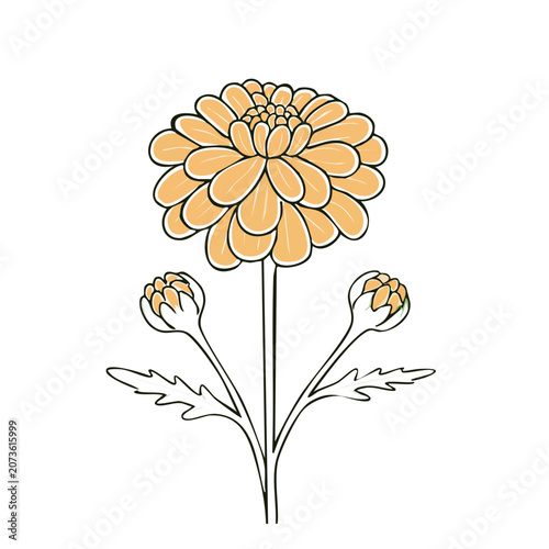 Orange chrysanthemum flower vector illustration