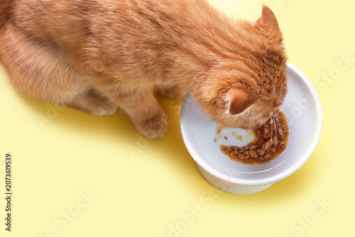 A tabby red kitten eats wet food from a bowl on yellow background close-up.