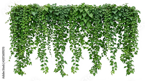 Lush green ivy arch and hanging climbing plants isolated on a white background.