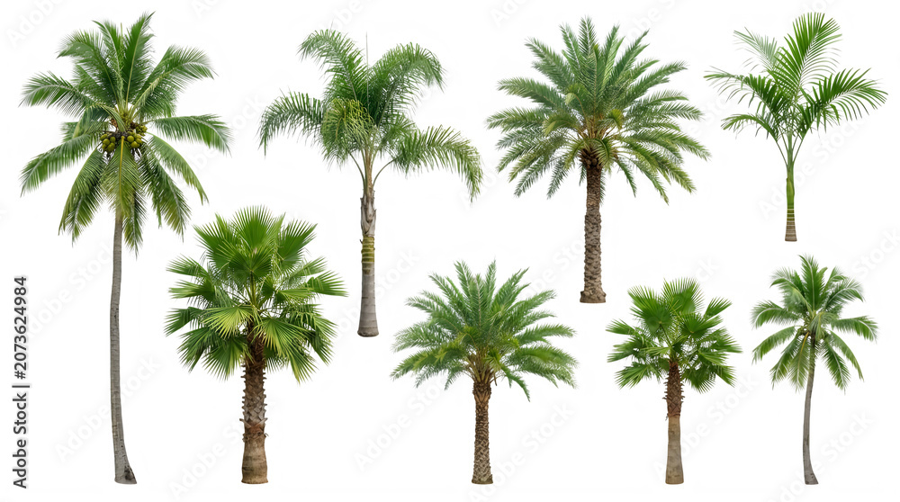 Fototapeta premium Palm trees set isolated on white background