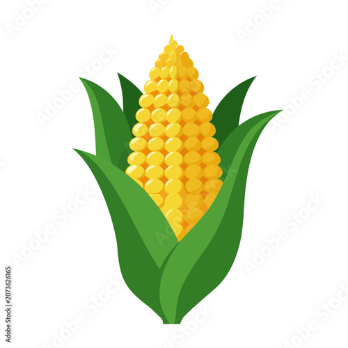 Yellow Corn Cob with Green Husks Vector Illustration