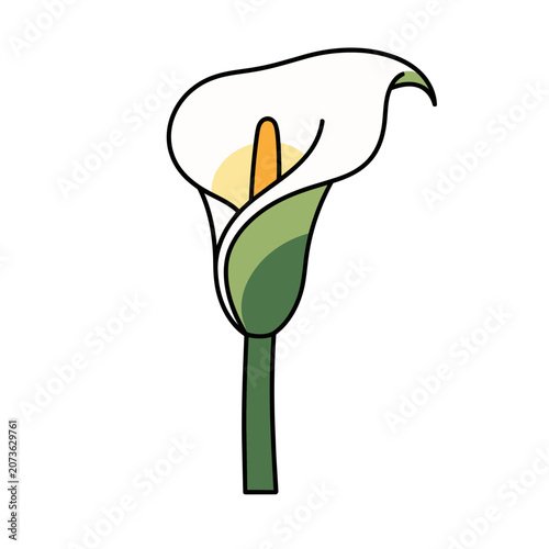 Calla Lily Flower Vector Illustration