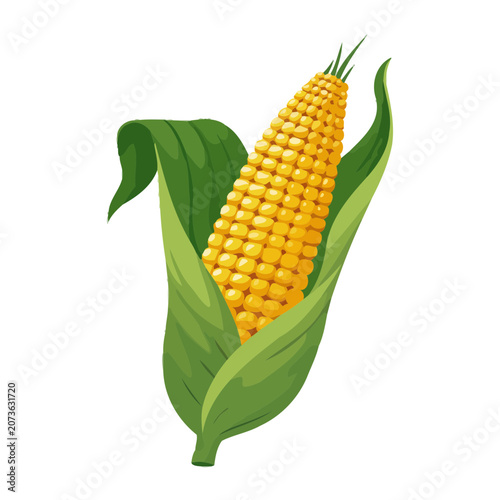 Yellow corn cob with green husks vector illustration