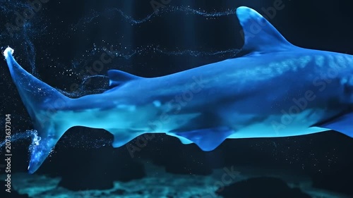 Majestic blue shark swimming gracefully through the deep dark ocean waters