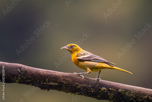 Fotografie Female Baltimore oriole perched on a branch after territorial dispute, wild Icterus galbula bird profile portrait in Costa Rica