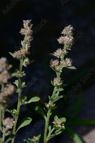 Wandering cudweed. Asteraceae biennial weed native to tropical America. It features spatula-shaped leaves covered in downy hairs and produces brownish flower heads.