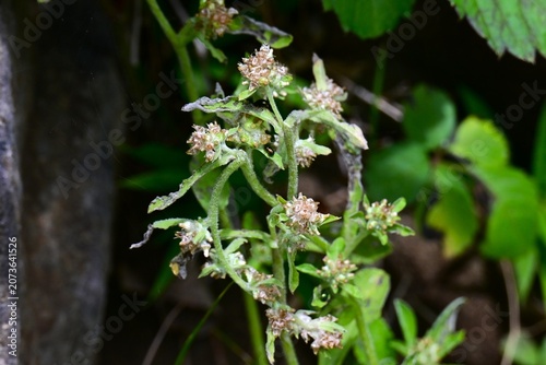 Wandering cudweed. Asteraceae biennial weed native to tropical America. It features spatula-shaped leaves covered in downy hairs and produces brownish flower heads.