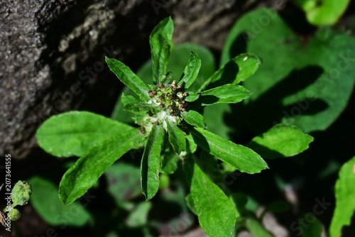 Wandering cudweed. Asteraceae biennial weed native to tropical America. It features spatula-shaped leaves covered in downy hairs and produces brownish flower heads.