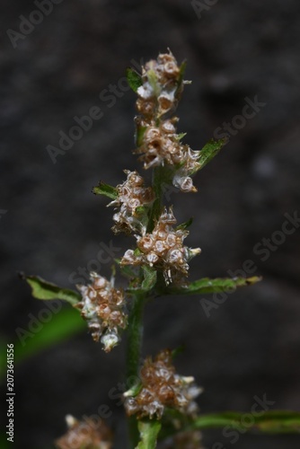 Wandering cudweed. Asteraceae biennial weed native to tropical America. It features spatula-shaped leaves covered in downy hairs and produces brownish flower heads.