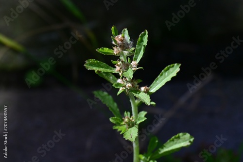 Wandering cudweed. Asteraceae biennial weed native to tropical America. It features spatula-shaped leaves covered in downy hairs and produces brownish flower heads.