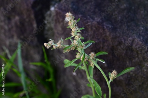 Wandering cudweed. Asteraceae biennial weed native to tropical America. It features spatula-shaped leaves covered in downy hairs and produces brownish flower heads.