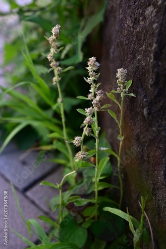 Wandering cudweed. Asteraceae biennial weed native to tropical America. It features spatula-shaped leaves covered in downy hairs and produces brownish flower heads.
