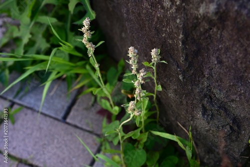 Wandering cudweed. Asteraceae biennial weed native to tropical America. It features spatula-shaped leaves covered in downy hairs and produces brownish flower heads.