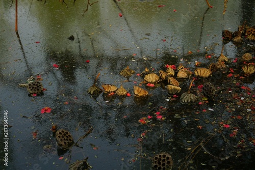 Foto Wizened lotus in the late autumn