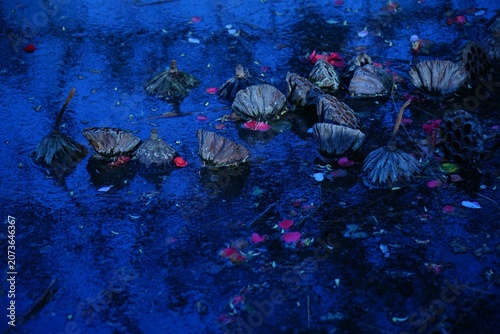 Foto Withered lotus leaves in late autumn