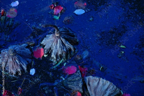 Φωτογραφία Withered lotus leaves in late autumn