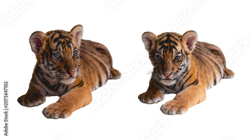 Two adorable tiger cubs lying on white background for wildlife concept with big cats tiger cub baby animal wild cat cute animal feline cub