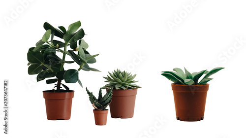 Four different small green indoor houseplants including succulents and aloe vera in brown plastic pots isolated on white background with houseplant