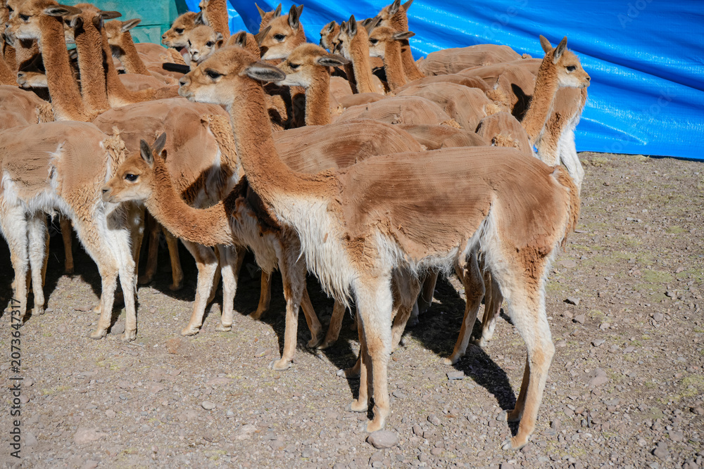 Fototapeta premium Newly shorn vicuñas grouped by a blue tent in dirt corral during chaku