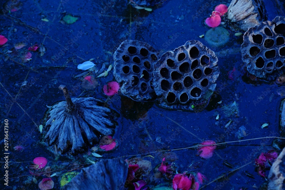 Αυτοκόλλητο Withered lotus leaves in late autumn